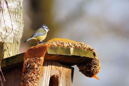 découvrez le house-sitting : une solution pratique pour garder une maison en toute sécurité pendant l'absence de ses propriétaires. profitez d'un échange de confiance unique.