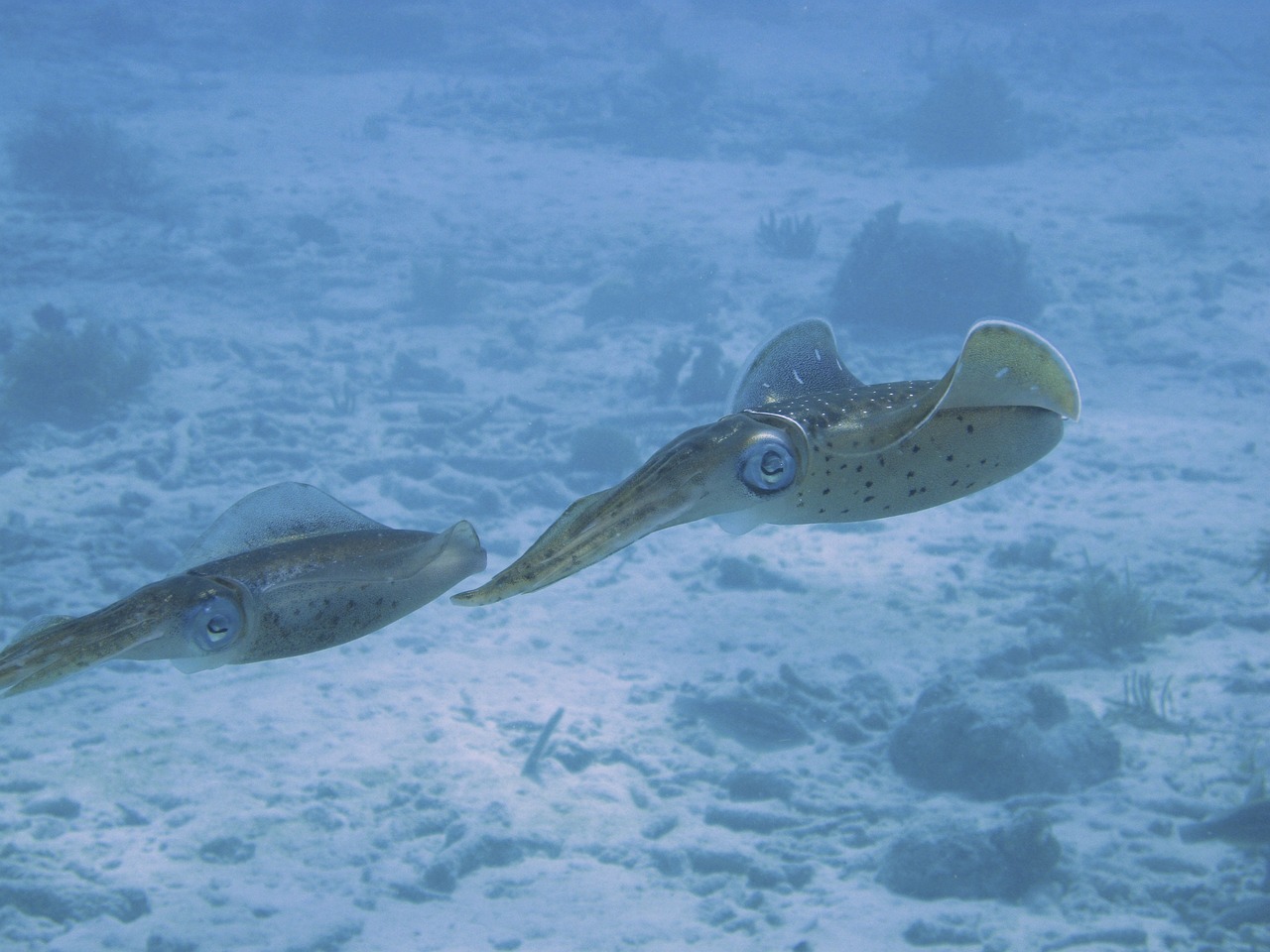 découvrez la plongée sous-marine aux maldives : explorez des récifs coralliens vibrant de vie, nagez avec des poissons tropicaux et profitez des eaux cristallines pour une expérience inoubliable.
