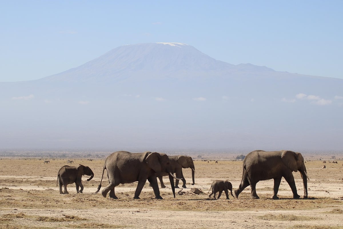 Quel est le prix d’un safari en Afrique en 2025 ?