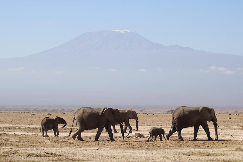 Quel est le prix d’un safari en Afrique en 2025 ?